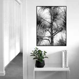 Quadro - Alexandre Salve - Pinheiro no Belvedere PB