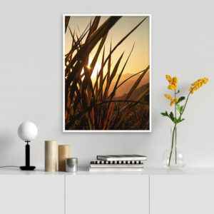 Rafael Campezato – Farm