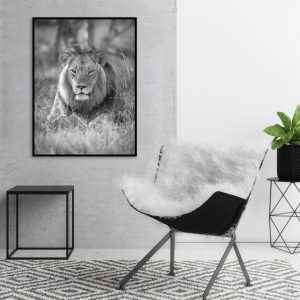 Quadro - João Paulo Oliveira - Savage King