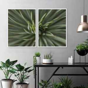 Dupla de Quadros - Agave