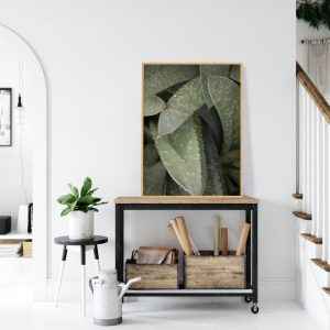 Quadro - Leonardo Krug - Suculenta