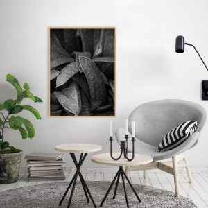 Quadro - Leonardo krug - Suculenta PB