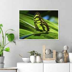 Luiz Bastos – Borboleta E Natureza