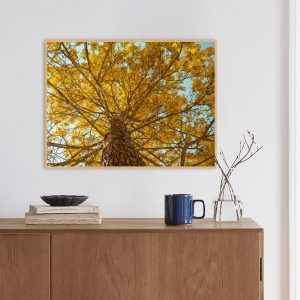 Quadro - Lu Oliari - Energia Em Flor