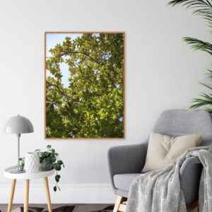 Quadro - Michel Fraitag - Galhos Ao Sol