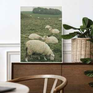 Quadro - Michel Fraitag - Ovelhas No Pasto