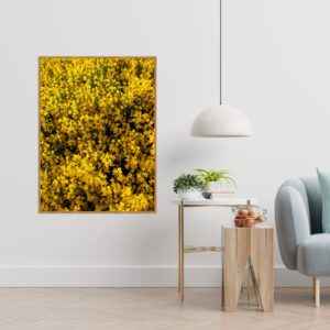 Quadro - Michel Fraitag - Pétalas Amarelas