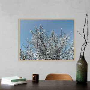Quadro - Michel Fraitag - Sakura Branca Antigo
