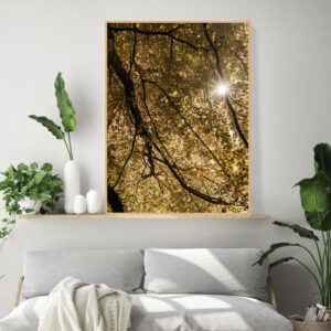 Quadro - Michel Fraitag - Sol Entre Galhos 1