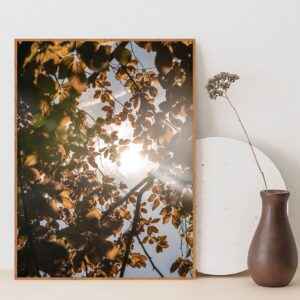 Quadro - Michel Fraitag - Sol Entre Galhos 2