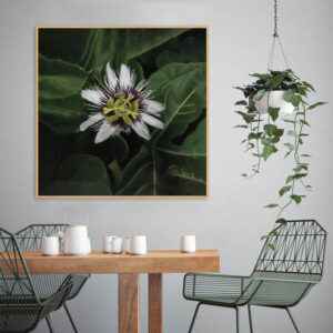 Quadro - Pedro Maestri - Flor de Maracujá 2