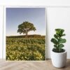 Quadro - Giba Souza - Brasil Árvore Paisagem 1 - Imagem 3