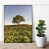 Quadro - Giba Souza - Brasil Árvore Paisagem 1 - Imagem 4
