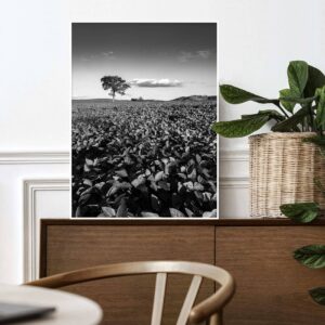 Quadro - Giba Souza - Brasil Árvore Paisagem PB