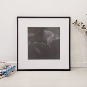 Quadro - Fábio Petry - Ara