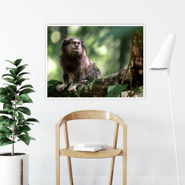 Quadro - WL Photo Art - Sagui 1 - Image 3