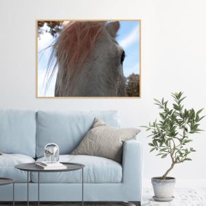 Quadro - Sofia Villela - Cavalo 1