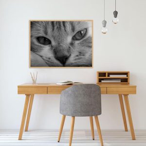 Quadro - Sofia Villela - Gato