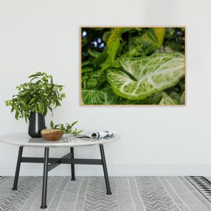 Quadro - Sofia Villela - Planta