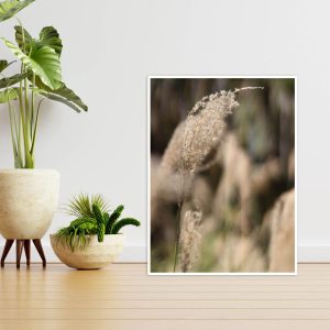 Quadro - Vitória Coutinho - Capim Arrozinho No Jardim Verde