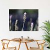 Quadro - Vitória Coutinho - Lavandas E Fundo Escuro - Imagem 3