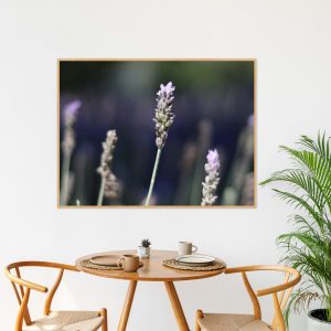 Quadro - Vitória Coutinho - Lavandas E Fundo Escuro