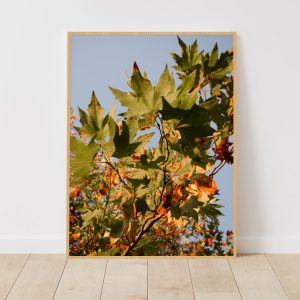 Quadro - Emílio Rothfuchs - Mar De Platanos