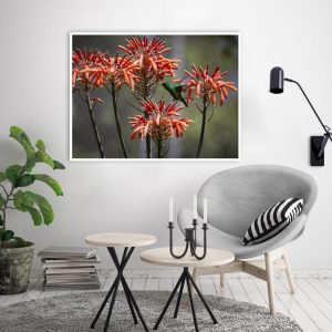 Quadro - William Eickler - Besourinho Do Bico Vermelho 2