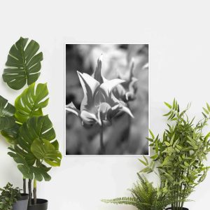 Quadro - Michel Fraitag - Colorless Flowers 2