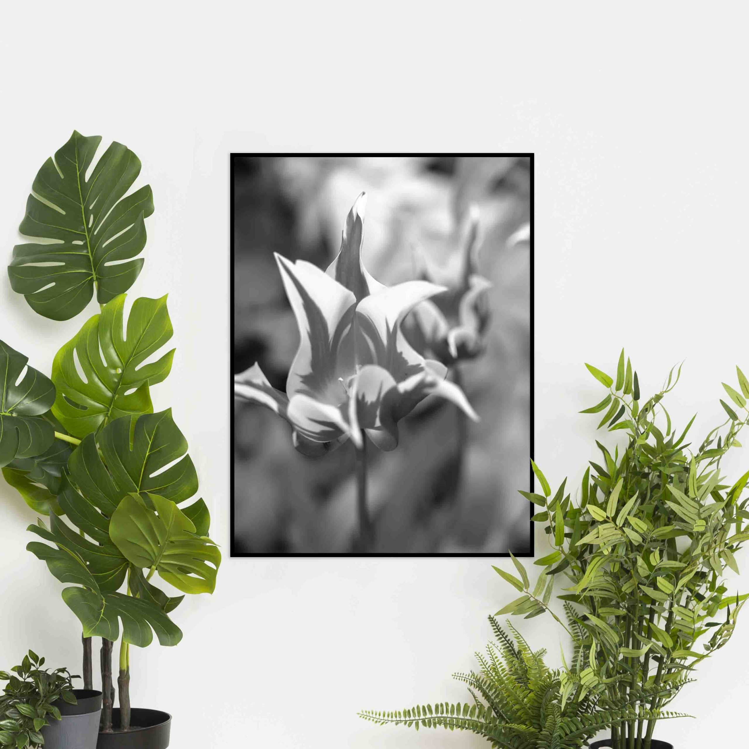 Quadro - Michel Fraitag - Colorless Flowers 2 - Imagem 4