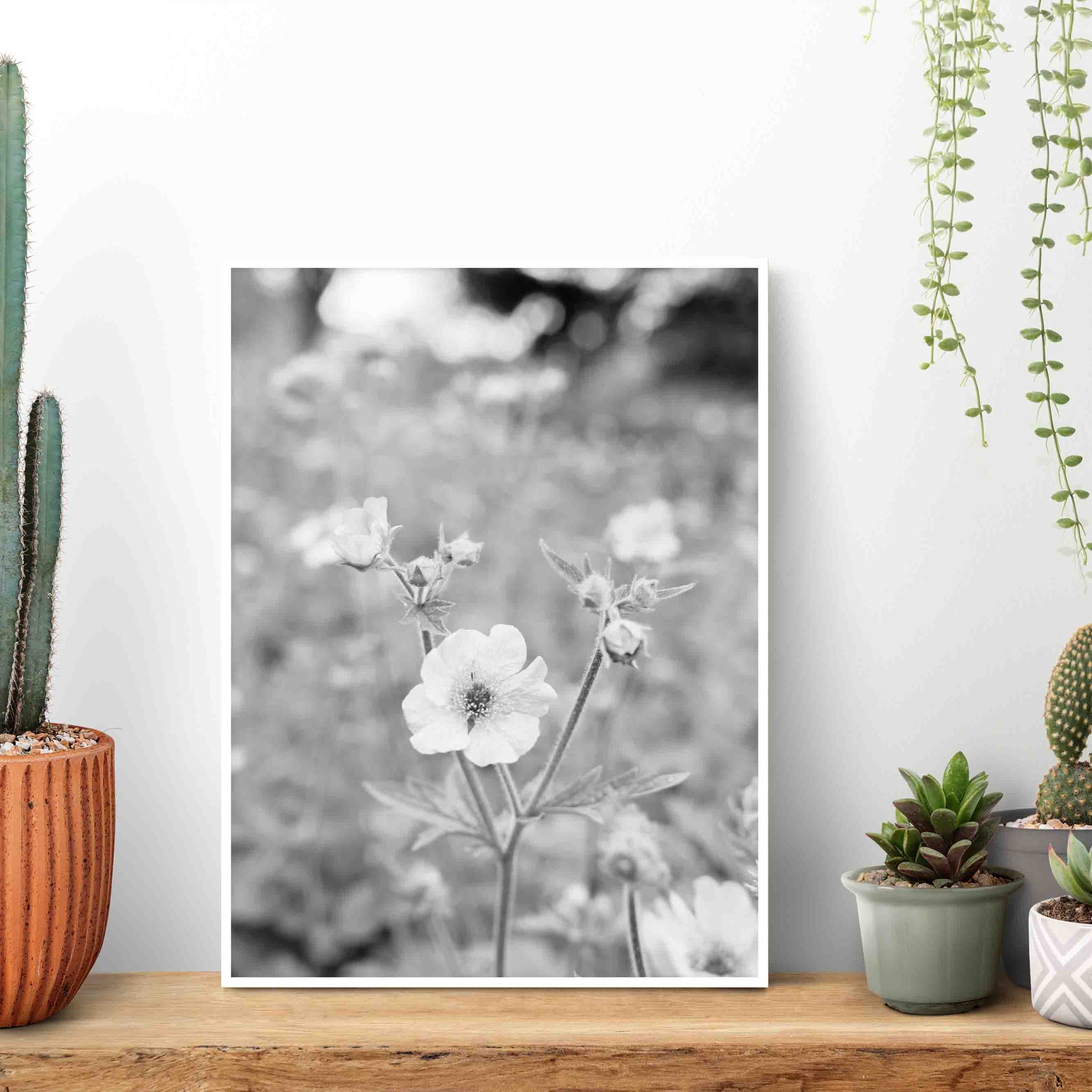 Quadro - Michel Fraitag - Colorless Flowers 4 - Imagem 3