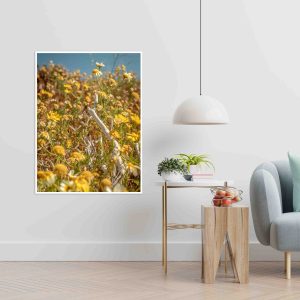 Quadro - Michel Fraitag - Common Daisy 1