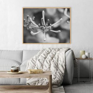 Quadro - Michel Fraitag - Huneysuckle Flower