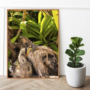 Quadro - Michel Fraitag - Refúgio Tropical 1